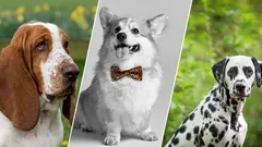 7 ongelooflijk vrolijke hondenrassen die altijd je humeur zullen verbeteren