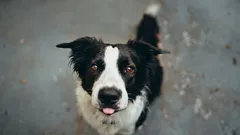 Hoe schelden de psyche van een hond beïnvloedt: de waarheid die ze je tijdens de training niet vertellen