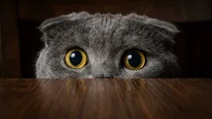 Waar zijn katten echt bang voor: Top 5 van meest voorkomende fobieën