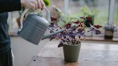 Levend water in plaats van meststoffen: een eenvoudige manier om kamerplanten tot leven te wekken