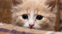 Why did the cat suddenly start avoiding its owner?