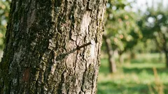 Waarom een spijker in een appelboom slaan: een eeuwenoud ritueel dat wetenschappelijk verklaard kan worden